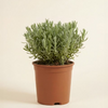 Lavandula Stoechas Anouk (Lavender)