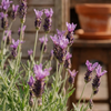 Lavandula Stoechas Anouk (Lavender)