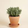 Lavandula Stoechas Anouk (Lavender)