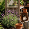 Lavandula Stoechas Anouk (Lavender)