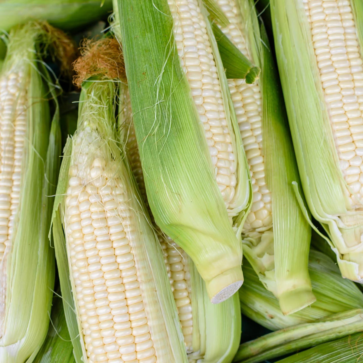 Corn Stowells Evergreen - supplier photo