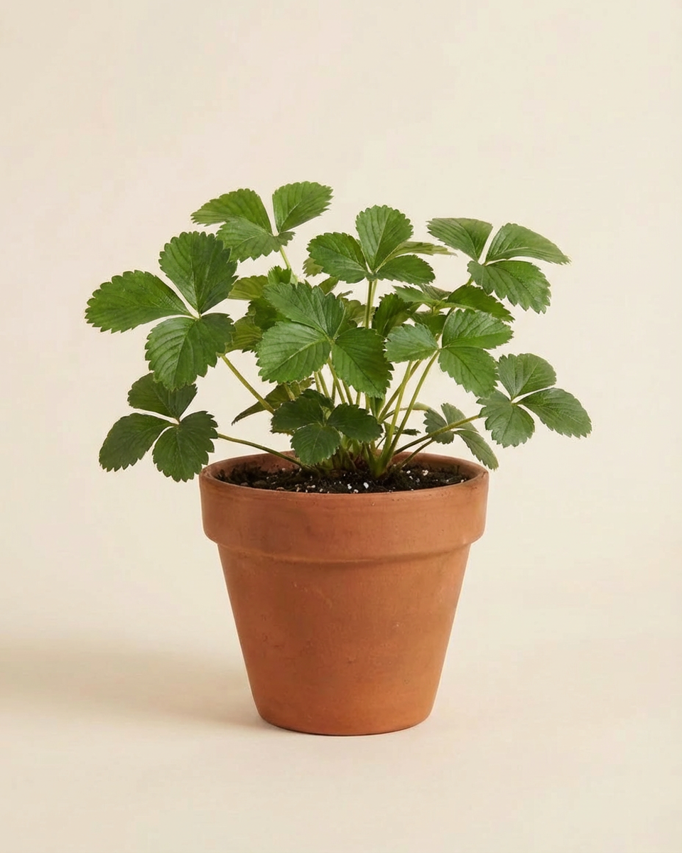 Organic Strawberry Plant (Fragaria Milan) نبتة الفراولة