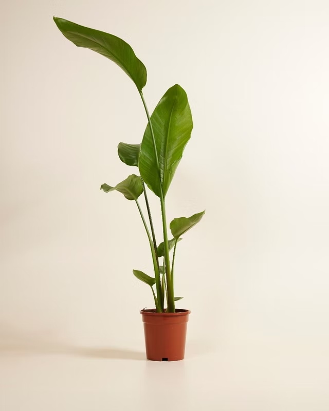 Strelitzia Nicolai (Bird of Paradise) ستيرليتزيا عصفور الجنة