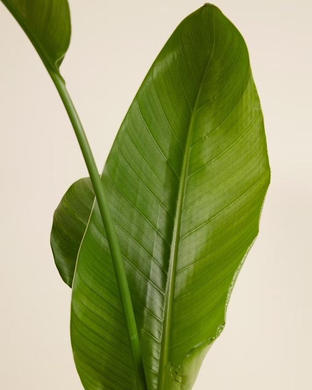 Strelitzia Nicolai (Bird of Paradise) ستيرليتزيا عصفور الجنة