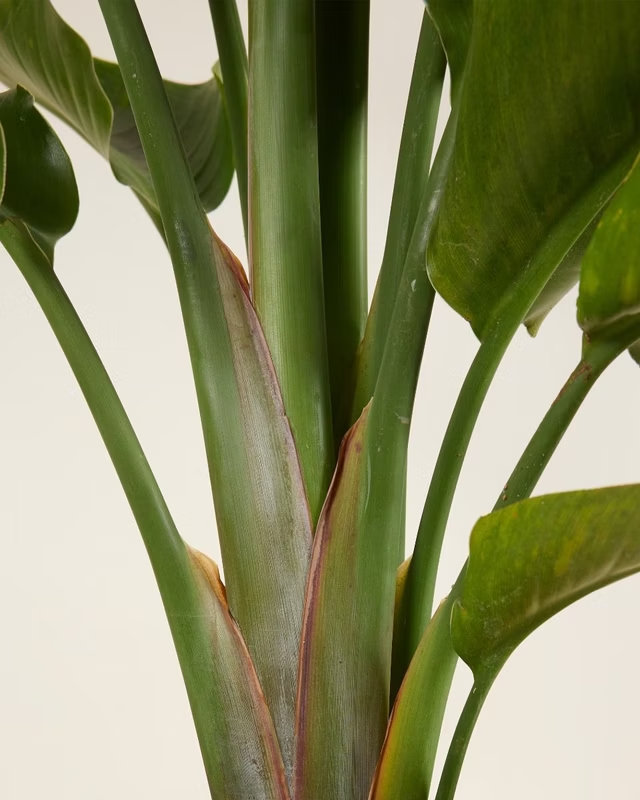 Bird of Paradise  ستيرليتزيا عصفور الجنة