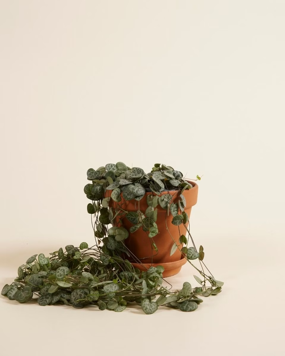 سيروبيجيا وودي "سلسلة القلوب"