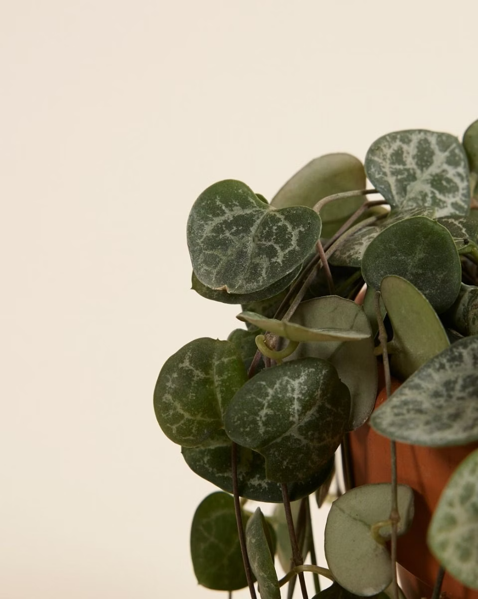 String of Hearts (Rosary Vine) سلسلة القلوب