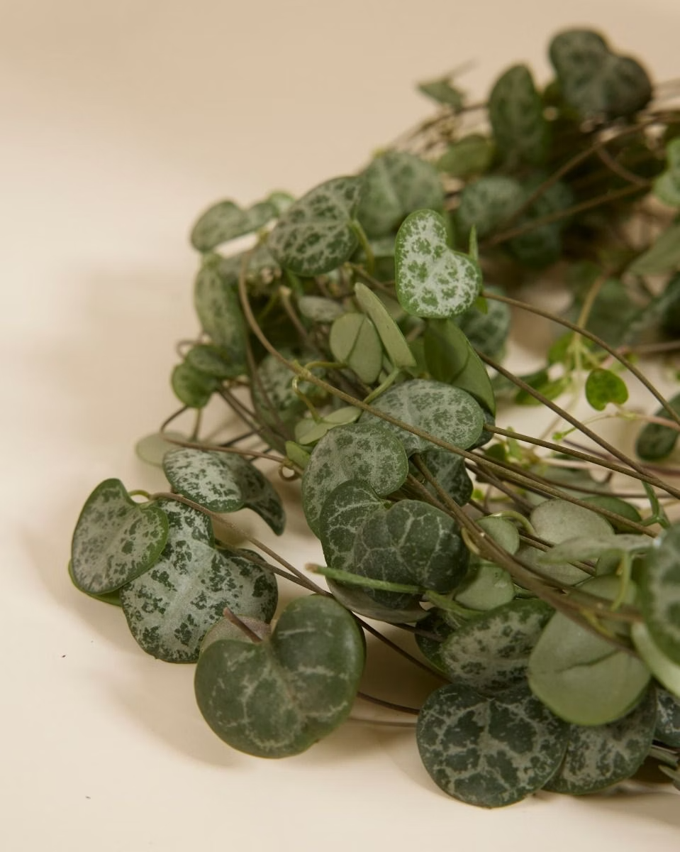 String of Hearts (Rosary Vine) سلسلة القلوب