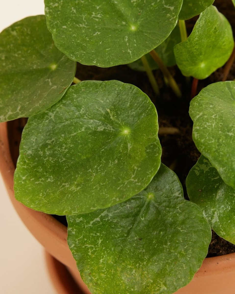 Pilea Peperomioides Sugar Variegata (Pancake plant)