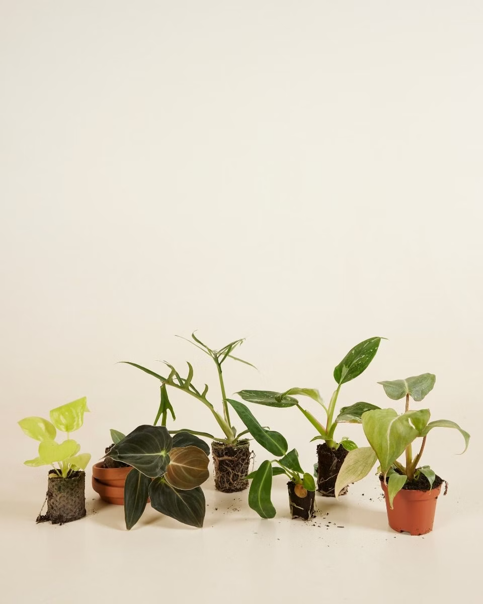 صندوق الاستدامة – حجم صغير