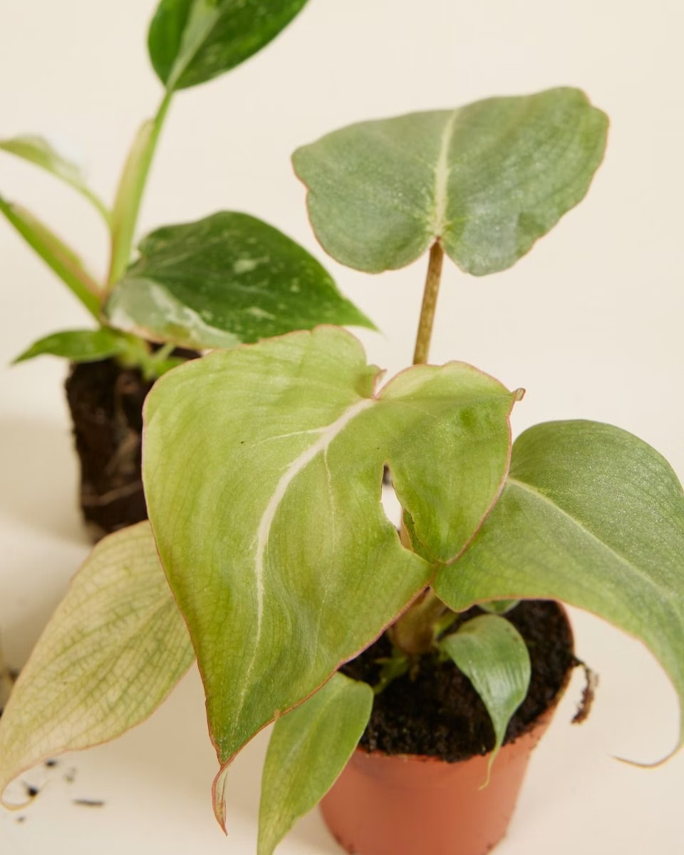 صندوق الاستدامة – حجم صغير