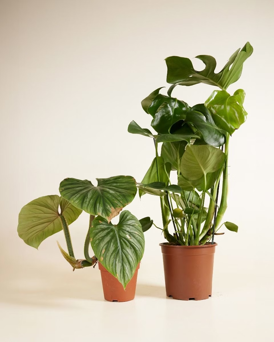 صندوق الاستدامة – حجم كبير