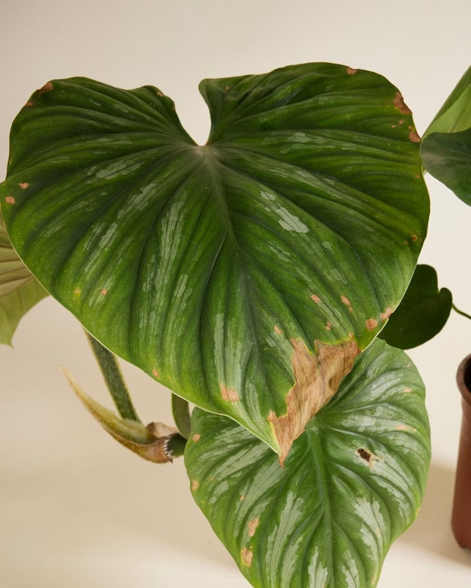 صندوق الاستدامة – حجم كبير