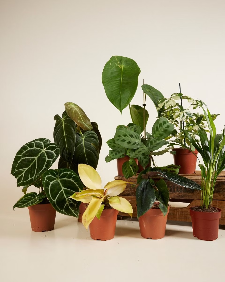 صندوق الاستدامة – حجم متوسط