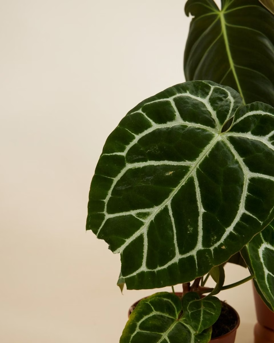 صندوق الاستدامة – حجم متوسط