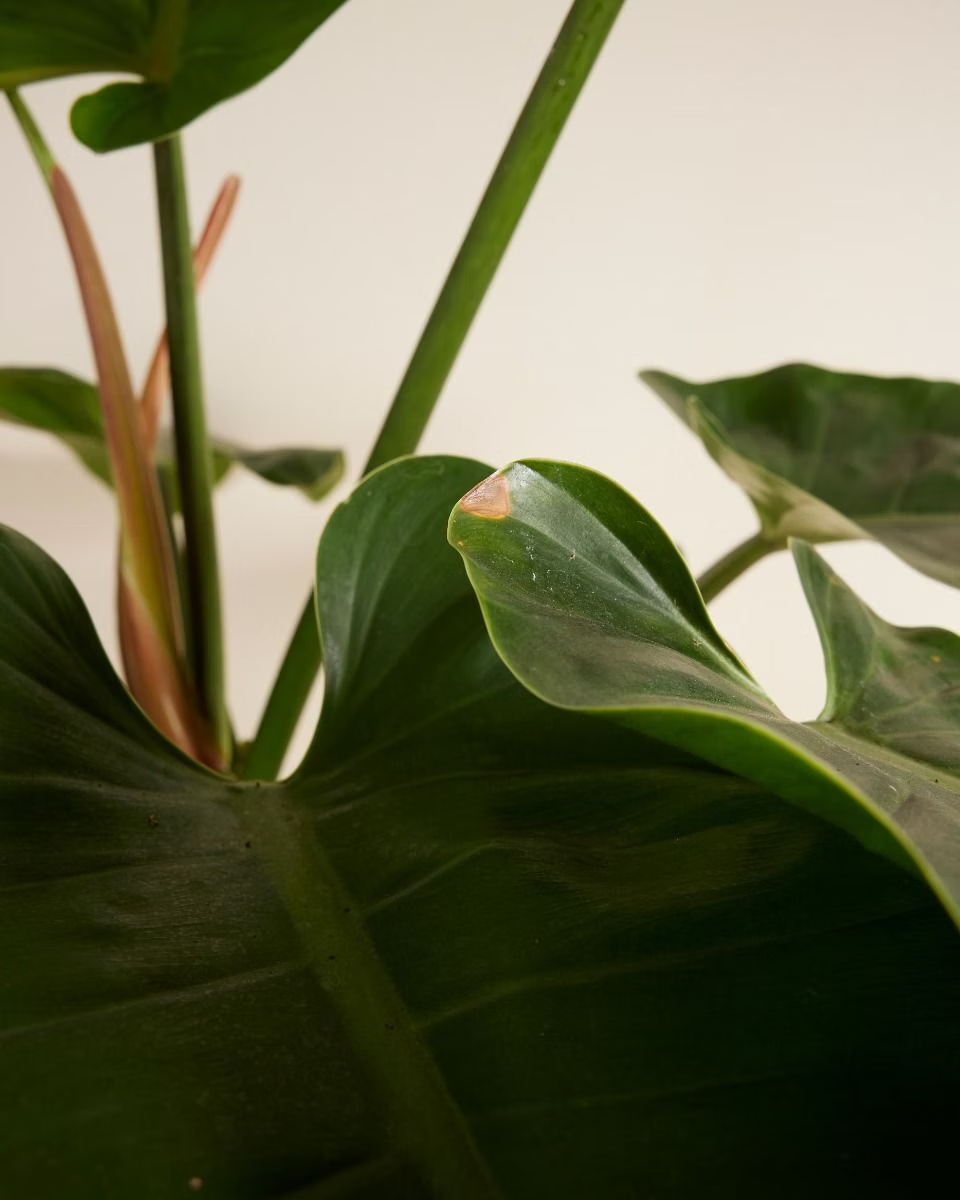 صندوق الاستدامة XXL