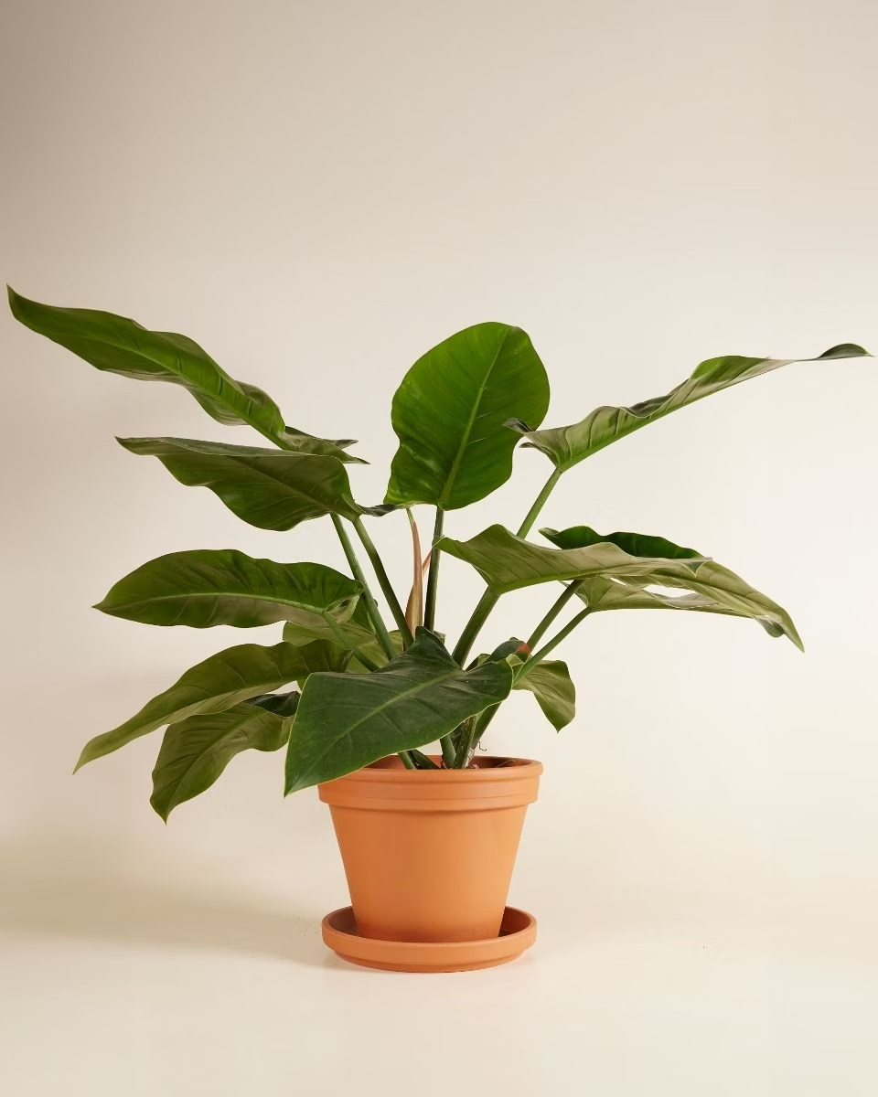 صندوق الاستدامة XXL