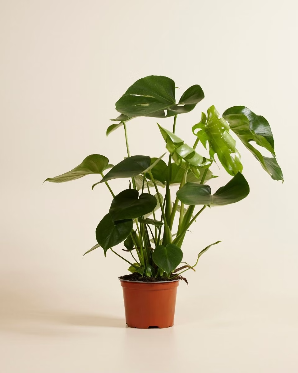 Swiss Cheese Plant (Monstera) مونستيرة