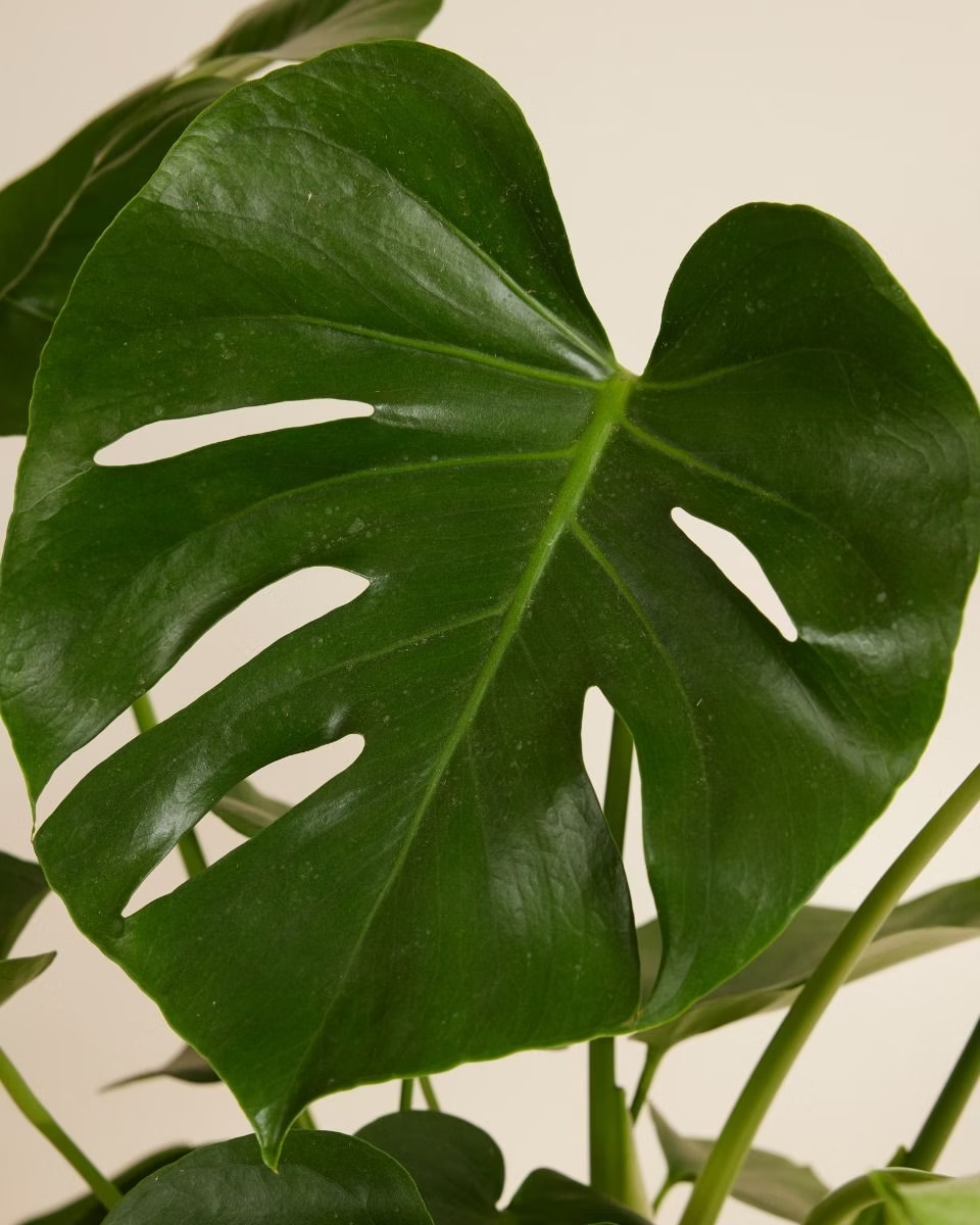 Swiss Cheese Plant (Monstera) مونستيرة