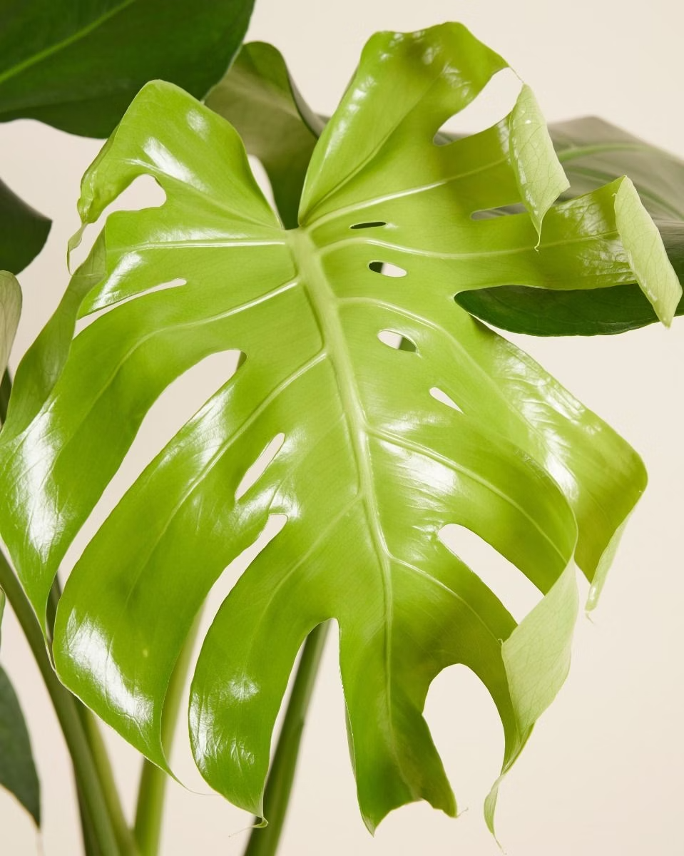 Monstera Deliciosa مونستيرا (نبات داخلي)