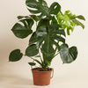 Monstera Deliciosa مونستيرا