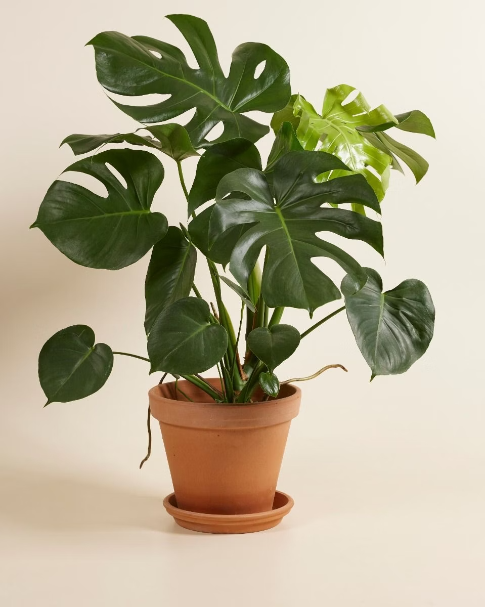 Monstera Deliciosa مونستيرا (نبات داخلي)