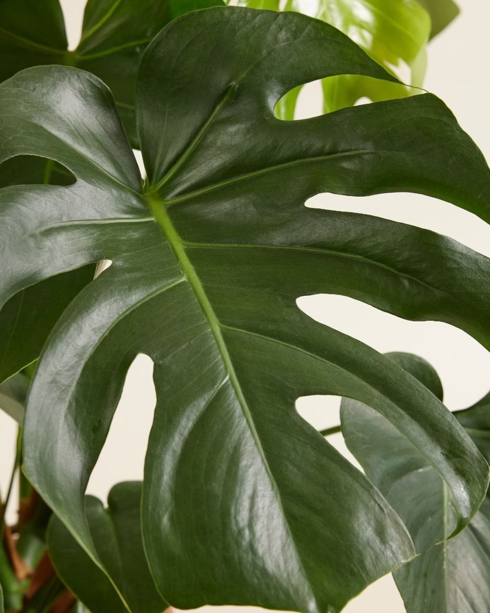 Monstera Deliciosa نبات داخلي
