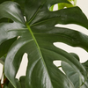 Monstera Deliciosa مونستيرا
