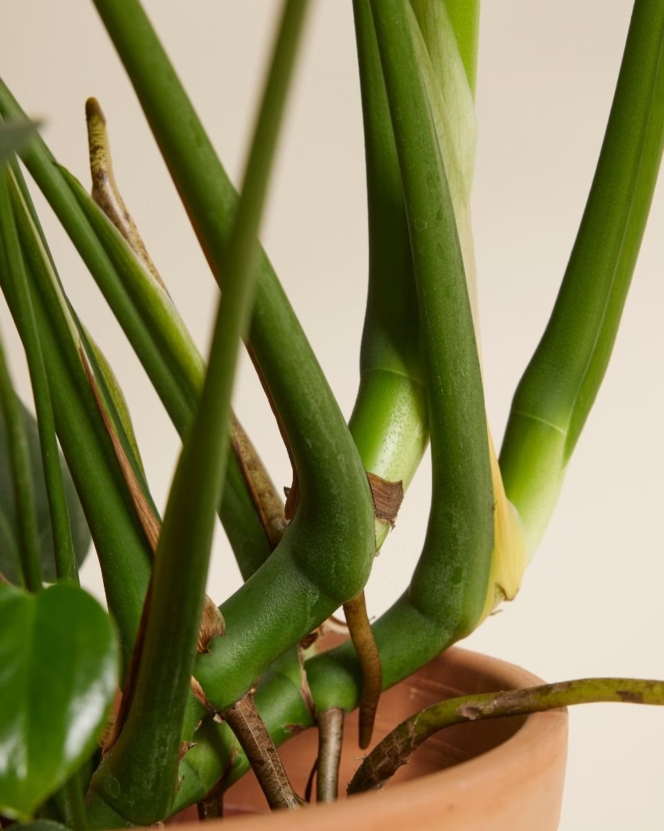 Monstera Deliciosa نبات داخلي