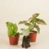 Syngonium Fiesta