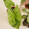 Syngonium Fiesta