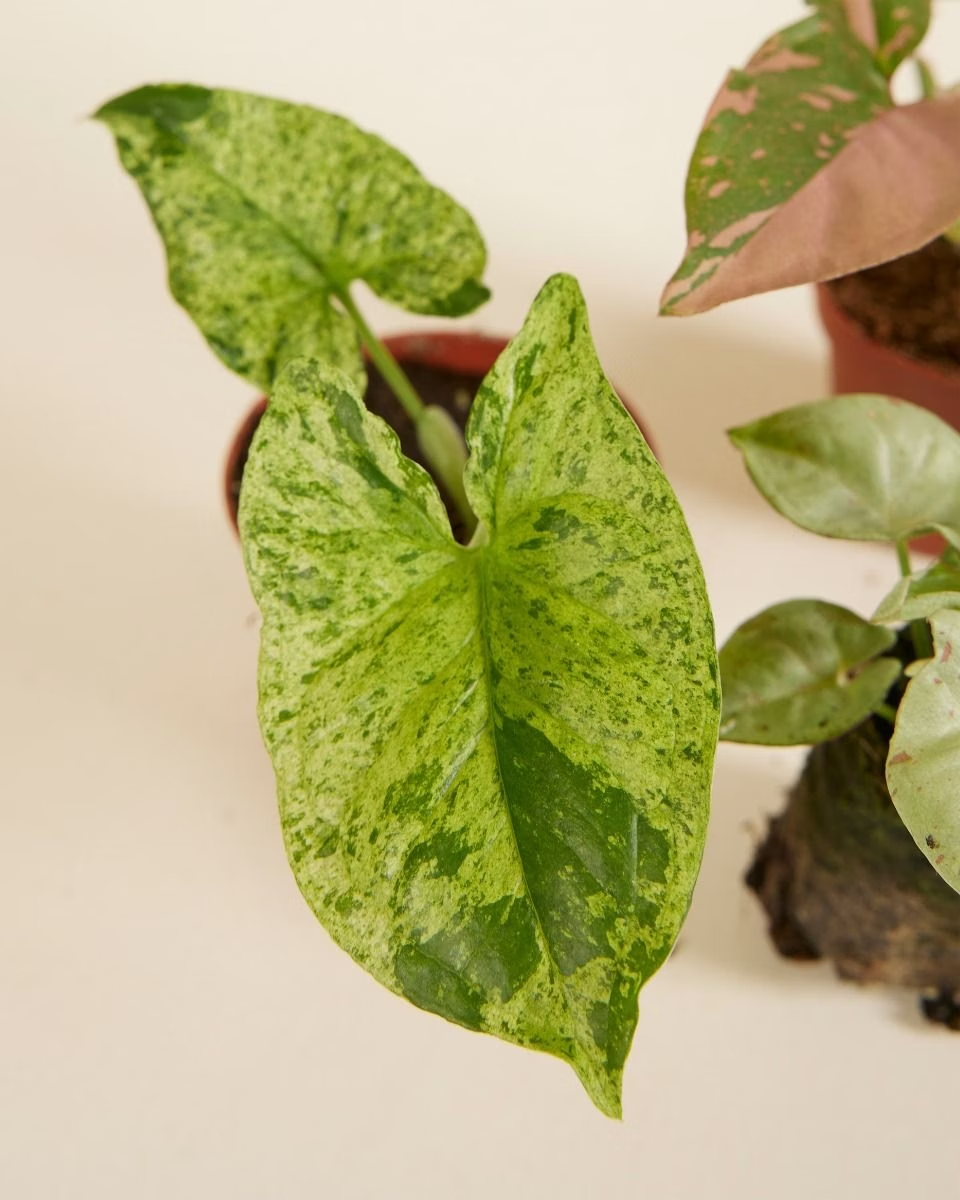 سينغونيوم فييستا (Syngonium Fiesta)