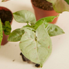 Syngonium Fiesta