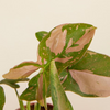 Syngonium Fiesta