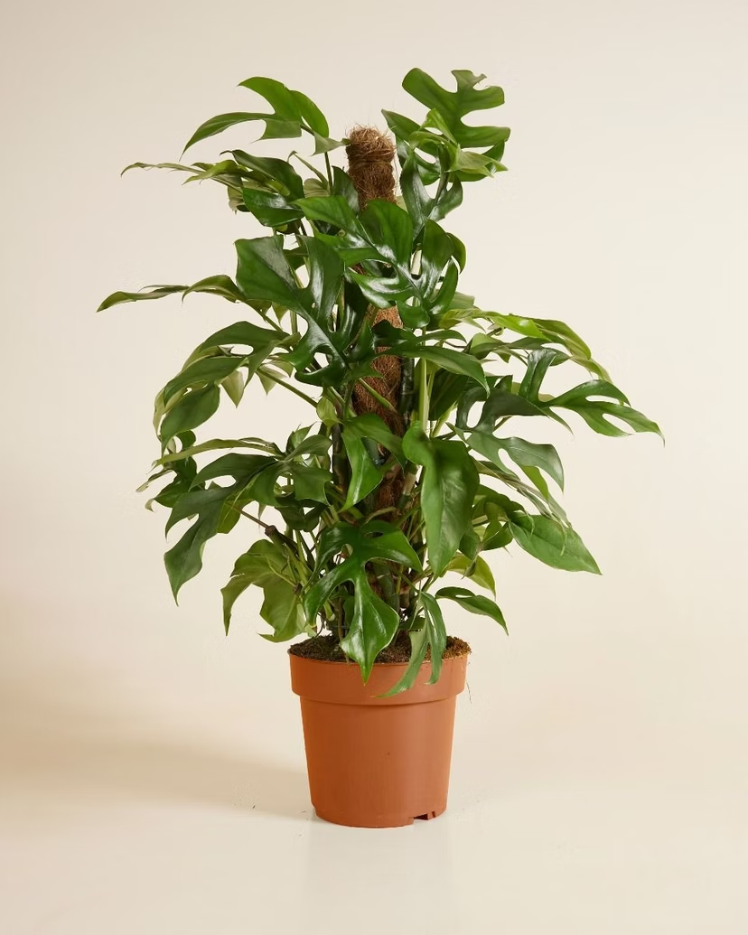 Rhaphidophora Tetrasperma (Monstera Minima)