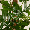Rhaphidophora Tetrasperma (Monstera Minima)