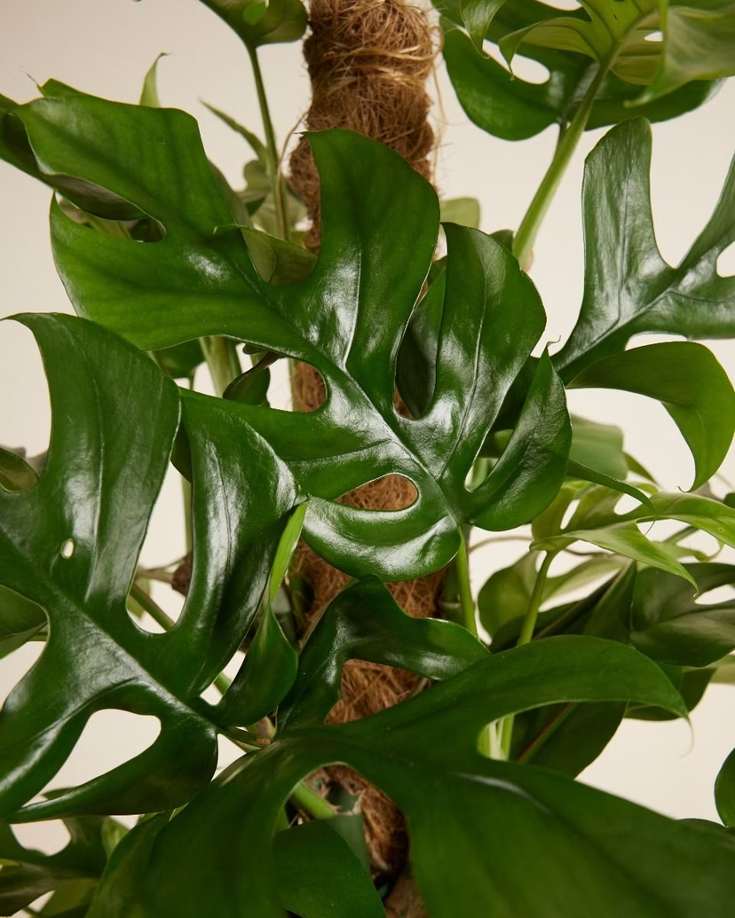 Rhaphidophora Tetrasperma (Monstera Minima)