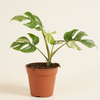 Rhaphidophora Tetrasperma Variegata (B-grade) تيتراسبيرما