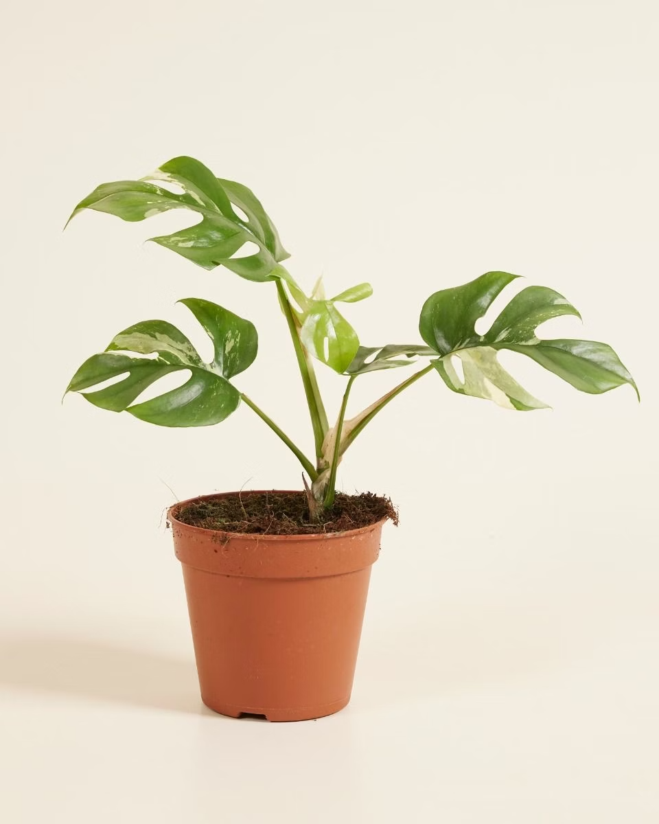 Rhaphidophora Tetrasperma Variegata (B-grade) تيتراسبيرما