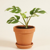 Rhaphidophora Tetrasperma Variegata (B-grade) تيتراسبيرما