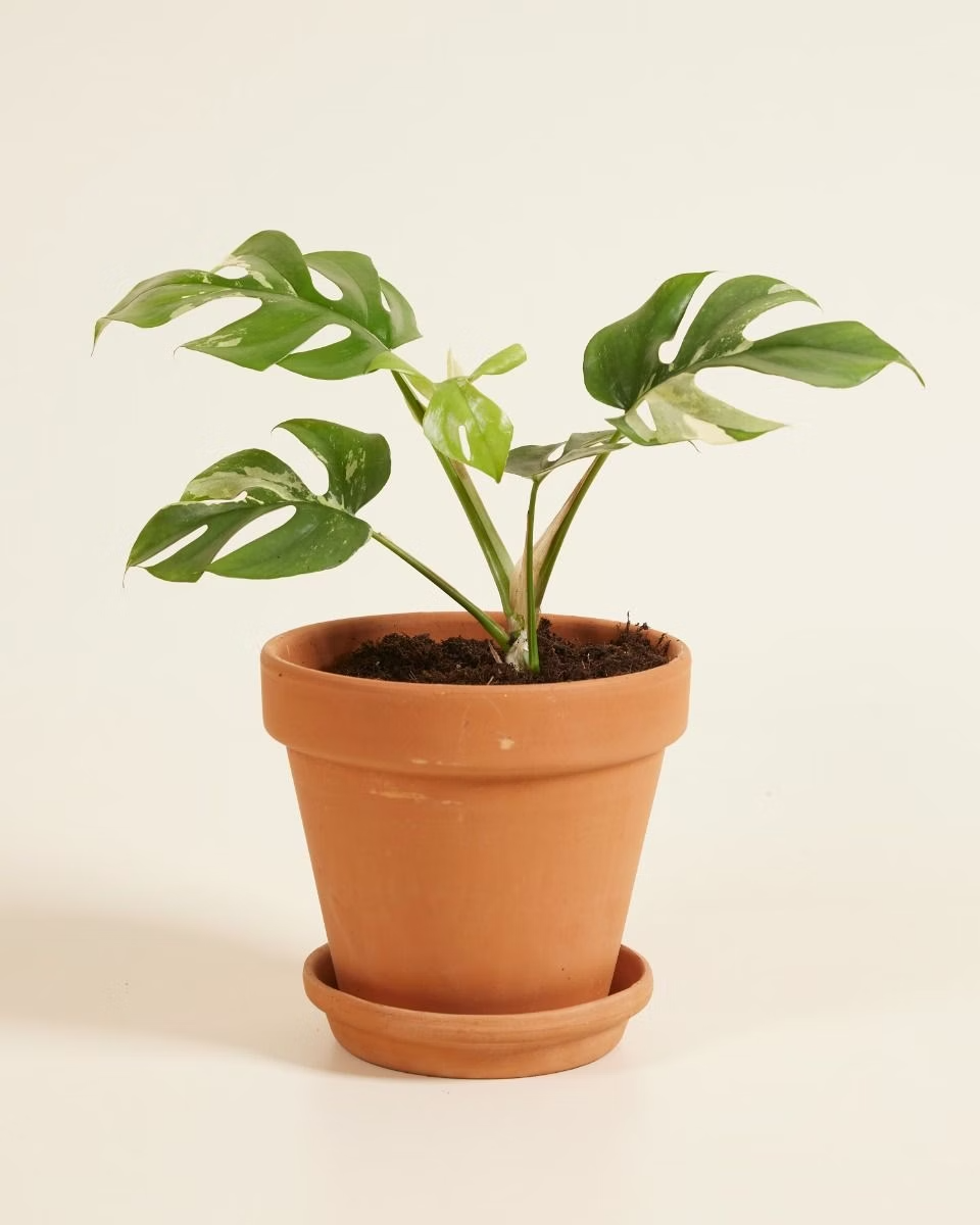 Tetrasperma Variegata (B-grade) تيتراسبيرما