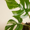 Rhaphidophora Tetrasperma Variegata (B-grade) تيتراسبيرما