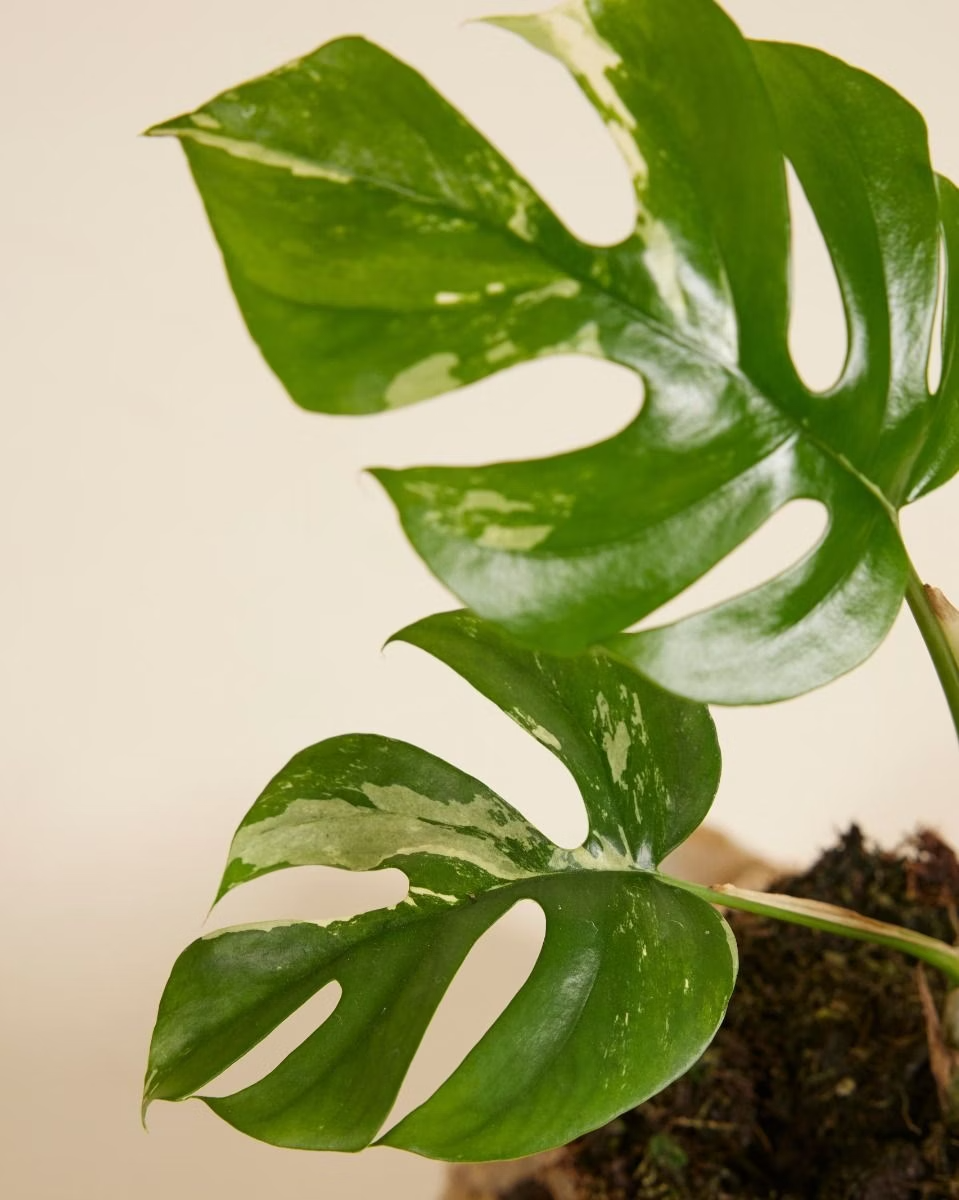 Rhaphidophora Tetrasperma Variegata (B-grade) تيتراسبيرما