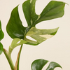 Rhaphidophora Tetrasperma Variegata (B-grade) تيتراسبيرما