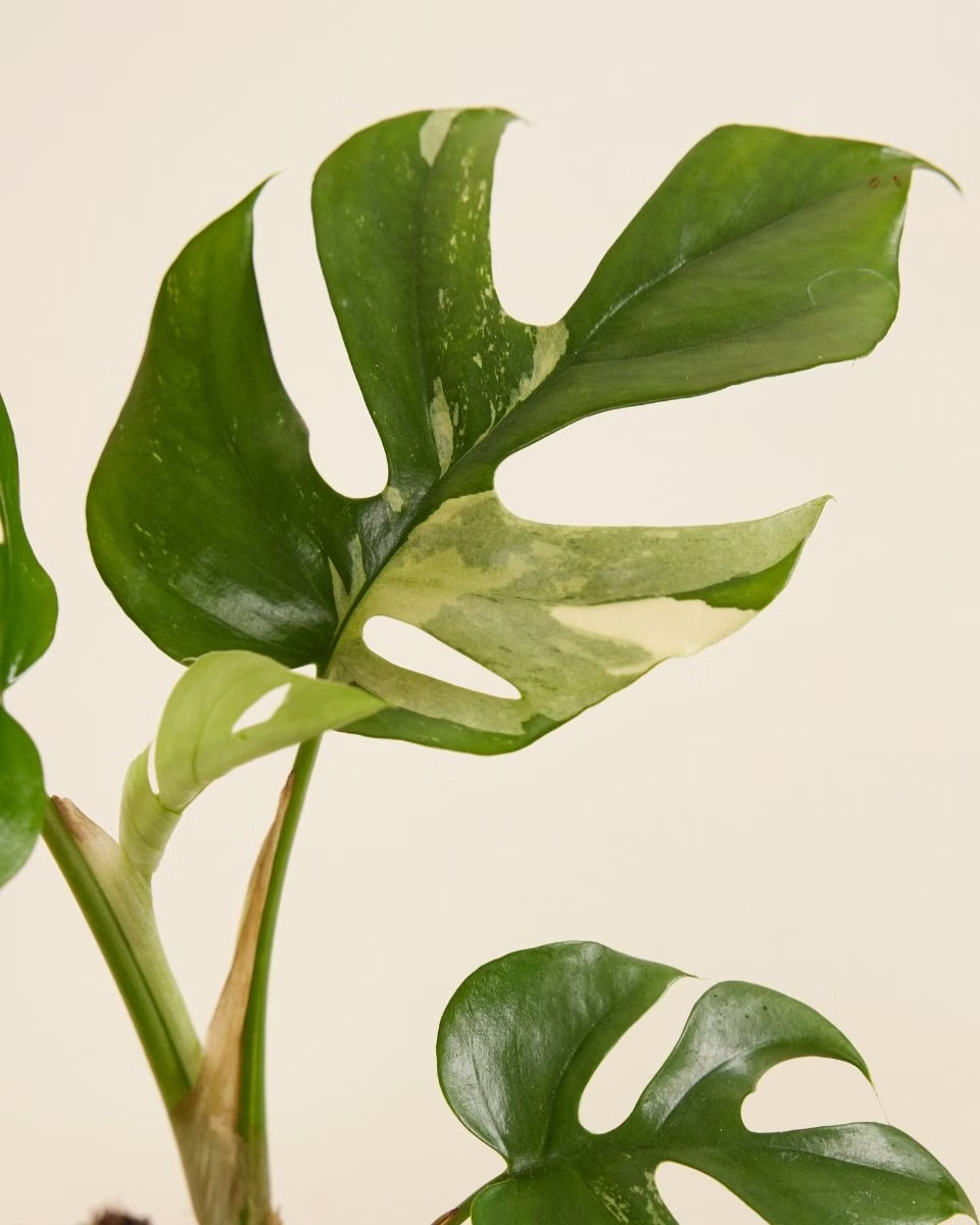 Tetrasperma Variegata (B-grade) تيتراسبيرما