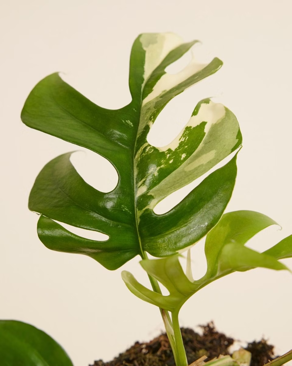 Tetrasperma Variegated (A-Grade) تيتراسبيرما