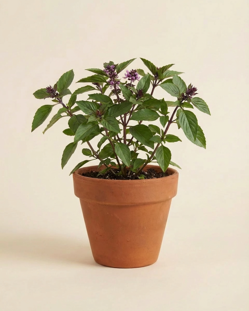 Thai Basil (Mashmoom) ريحان مشموم