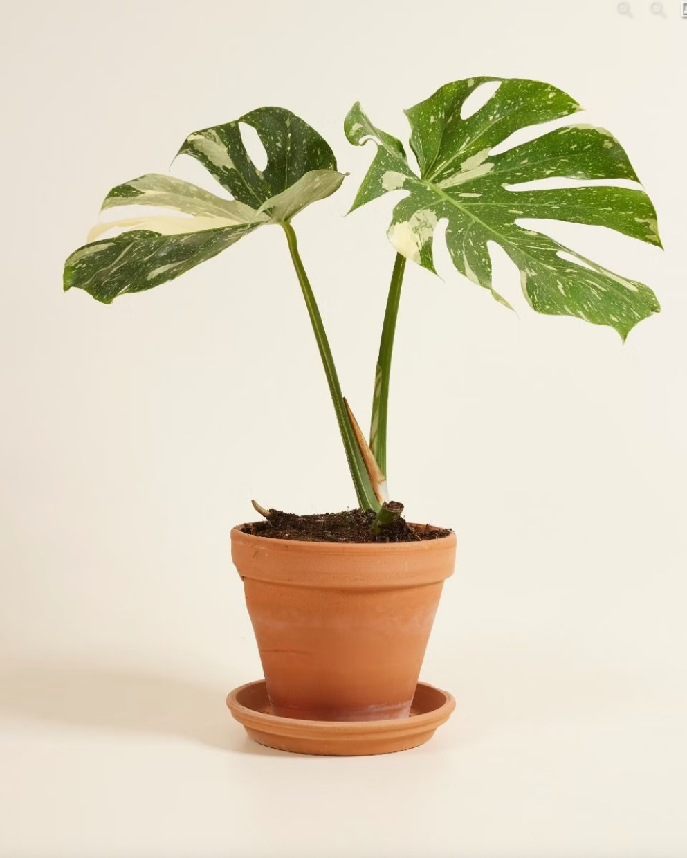 Monstera Thai Constellation مونستيرا تاي