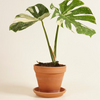 Monstera Thai Constellation مونستيرا تاي