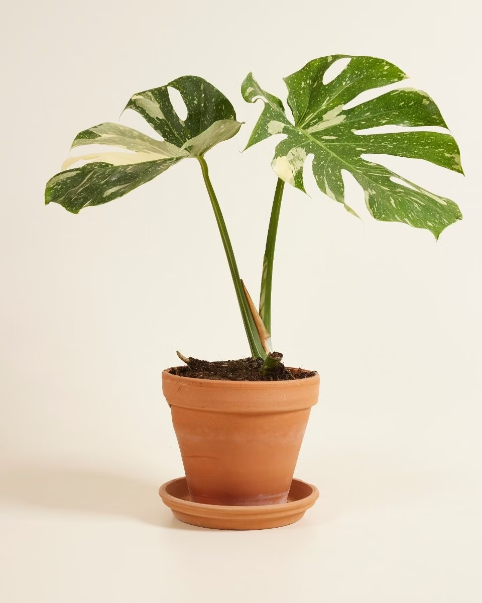 Monstera Thai Constellation مونستيرا تاي
